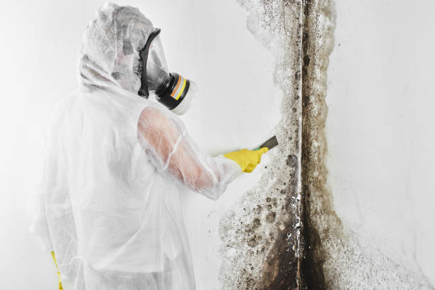 Berea, OH Mold Remediation Company